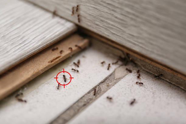 Best Bird Control  in Rockwood, MI