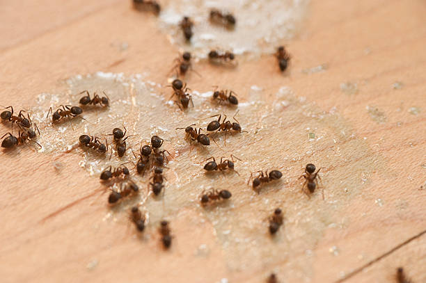 Best Pest Control Near Me  in Rockwood, MI
