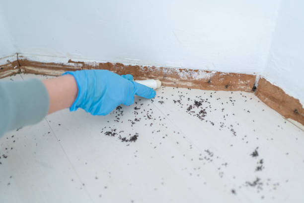 Best Rat Extermination Near Me  in Rockwood, MI